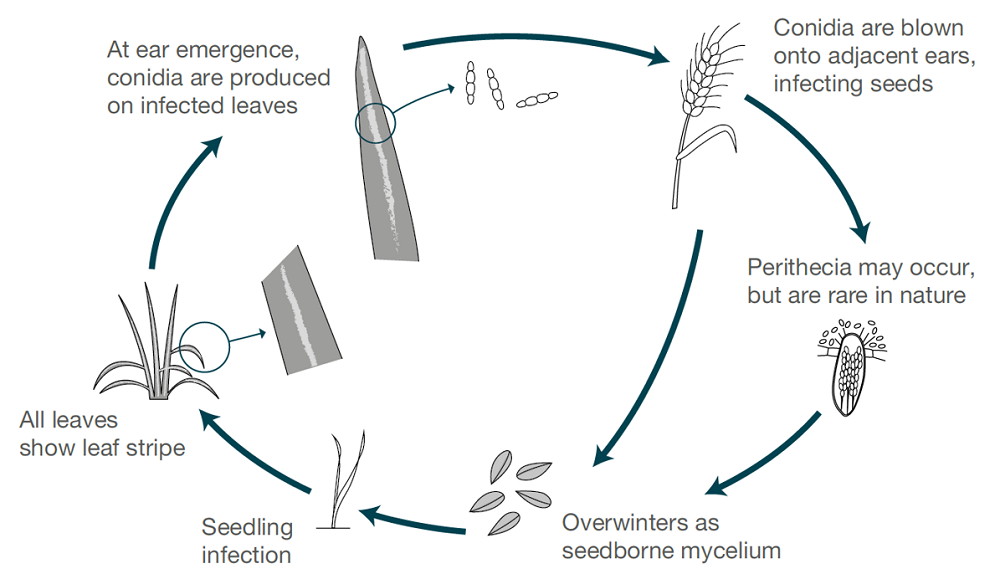 Leaf stripe life cycle (cereal disease)